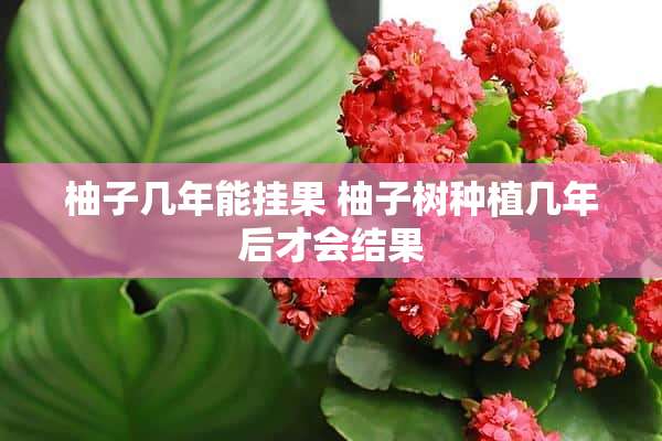 柚子几年能挂果 柚子树种植几年后才会结果