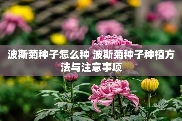 波斯菊种子怎么种 波斯菊种子种植方法与注意事项