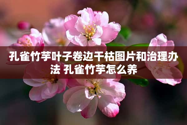 孔雀竹芋叶子卷边干枯图片和治理办法 孔雀竹芋怎么养