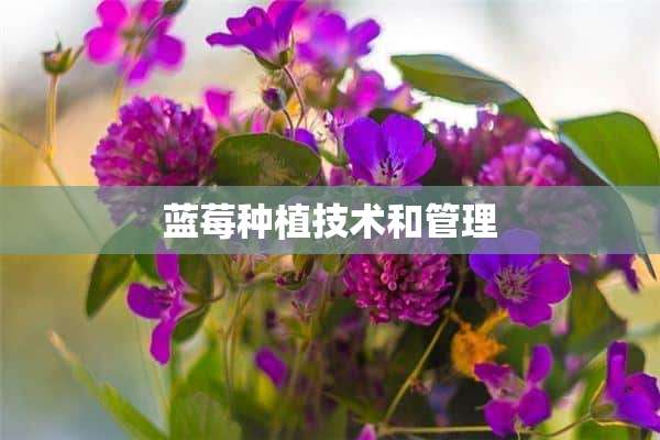 蓝莓种植技术和管理