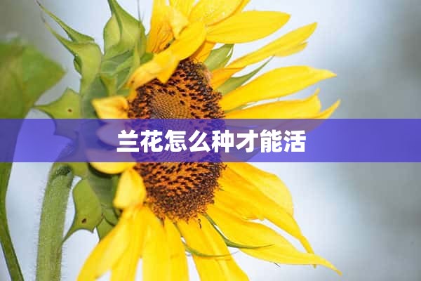 兰花怎么种才能活