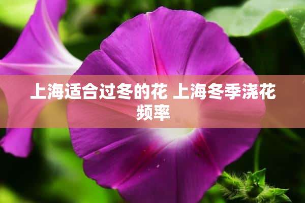 上海适合过冬的花 上海冬季浇花频率