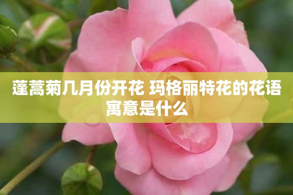 蓬蒿菊几月份开花 玛格丽特花的花语寓意是什么