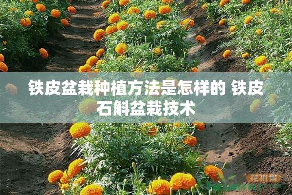 铁皮盆栽种植方法是怎样的 铁皮石斛盆栽技术