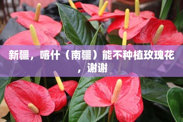 新疆，喀什（南疆）能不种植玫瑰花，谢谢