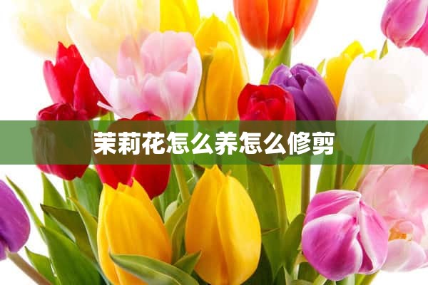 茉莉花怎么养怎么修剪