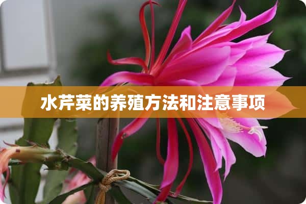 水芹菜的养殖方法和注意事项