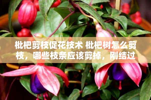 枇杷剪枝促花技术 枇杷树怎么剪枝，哪些枝条应该剪掉，刚结过枇杷的枝条要不要剪掉