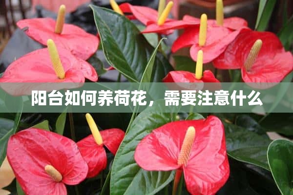 阳台如何养荷花，需要注意什么