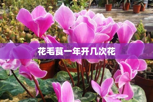 花毛茛一年开几次花