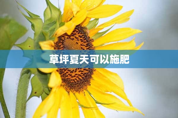 草坪夏天可以施肥