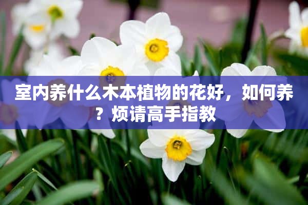 室内养什么木本植物的花好，如何养？烦请高手指教