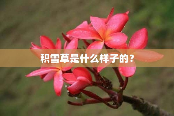 积雪草是什么样子的？