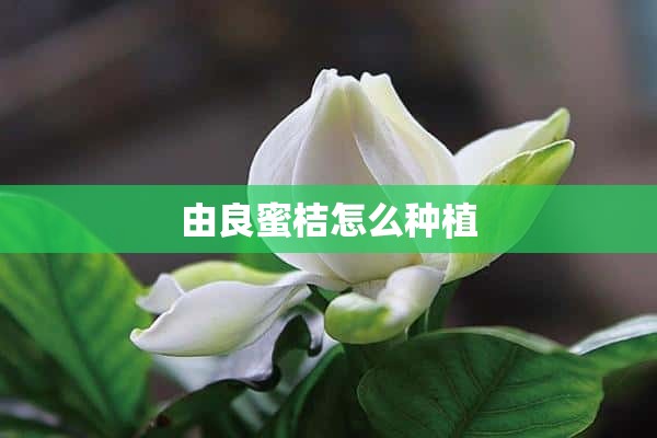 由良蜜桔怎么种植