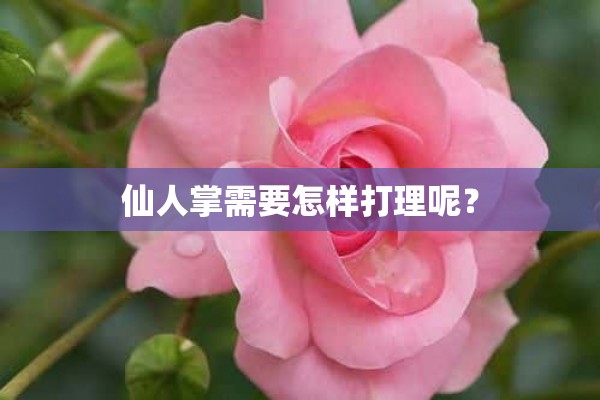 仙人掌需要怎样打理呢？