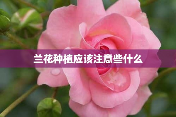 兰花种植应该注意些什么