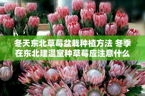 冬天东北草莓盆栽种植方法 冬季在东北建温室种草莓应注意什么