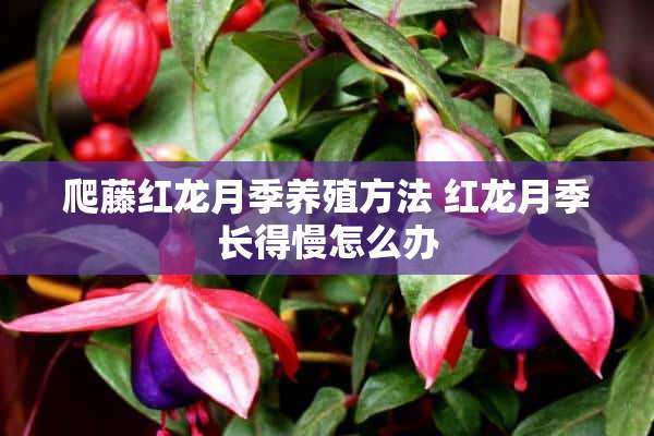 爬藤红龙月季养殖方法 红龙月季长得慢怎么办