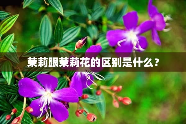 茉莉跟茉莉花的区别是什么？