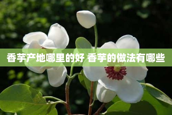 香芋产地哪里的好 香芋的做法有哪些