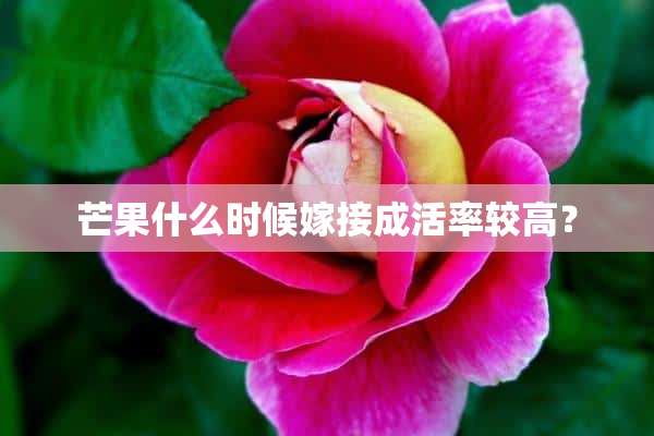 芒果什么时候嫁接成活率较高？