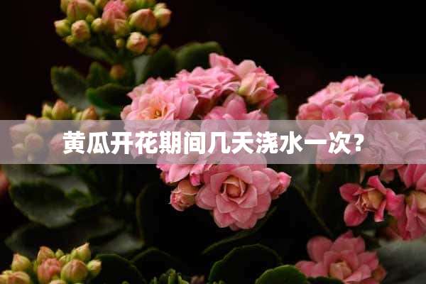 黄瓜开花期间几天浇水一次？