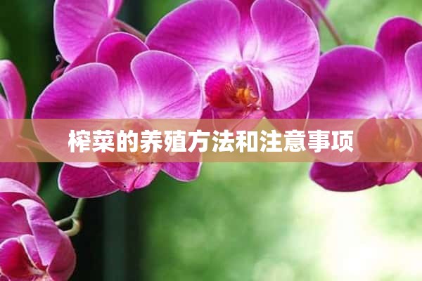 榨菜的养殖方法和注意事项