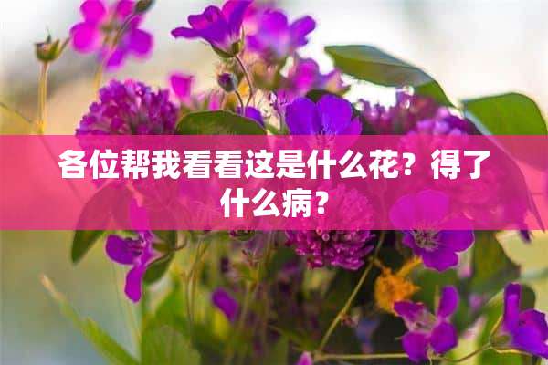 各位帮我看看这是什么花？得了什么病？