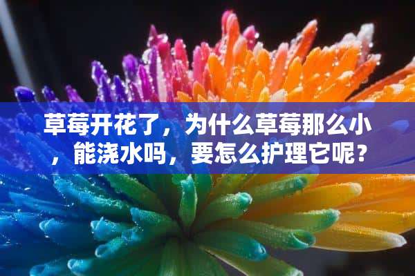 草莓开花了，为什么草莓那么小，能浇水吗，要怎么护理它呢？