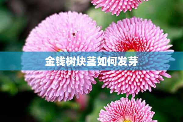 金钱树块茎如何发芽