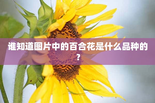 谁知道图片中的百合花是什么品种的？