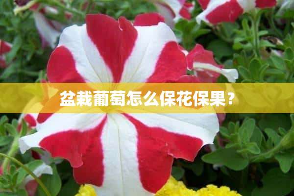 盆栽葡萄怎么保花保果？