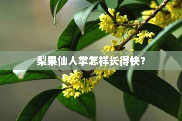 梨果仙人掌怎样长得快？