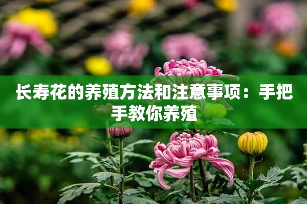 长寿花的养殖方法和注意事项：手把手教你养殖