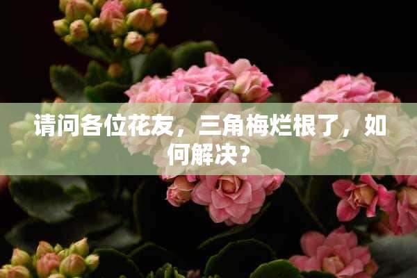 请问各位花友，三角梅烂根了，如何解决？