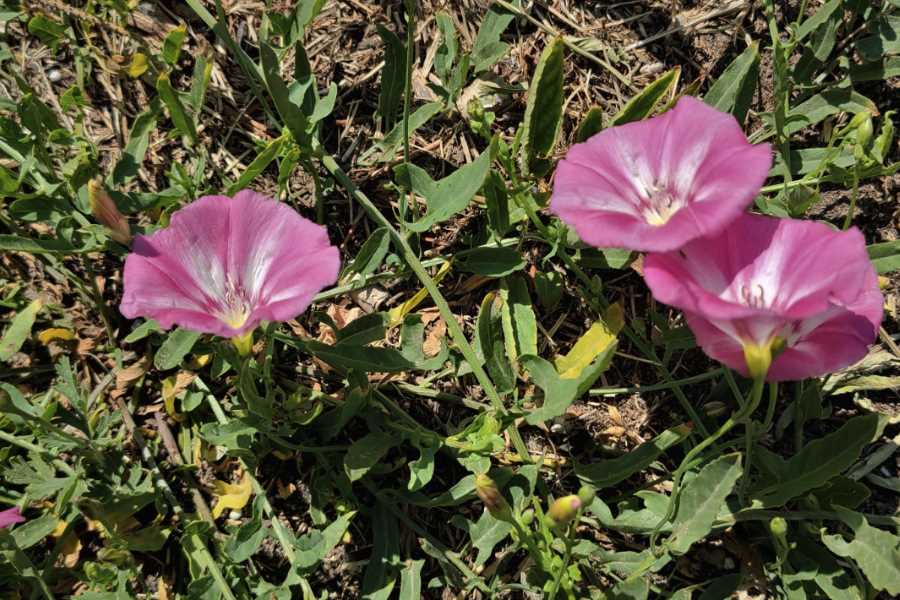 田旋花是什么植物，有什么特点习性?