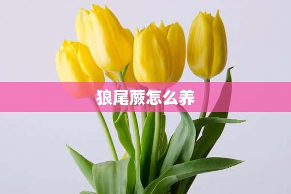 狼尾蕨怎么养