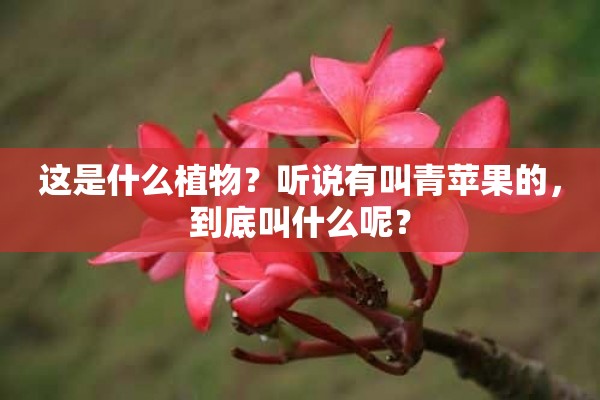 这是什么植物？听说有叫青苹果的，到底叫什么呢？