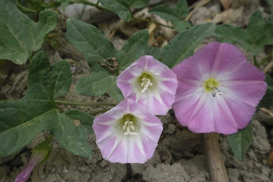 田旋花是什么植物，有什么特点习性?