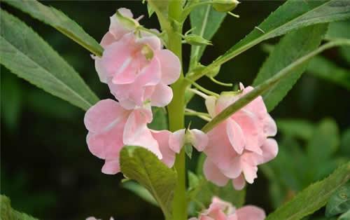 凤仙花怎么施肥？凤仙花的施肥方法