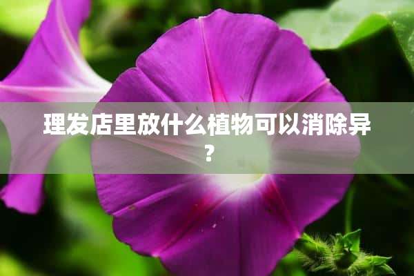 理发店里放什么植物可以消除异？