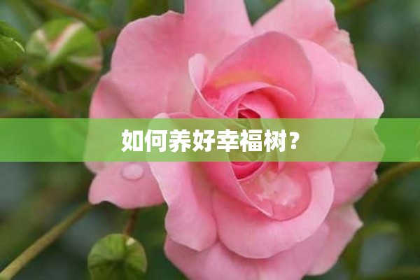 如何养好幸福树？