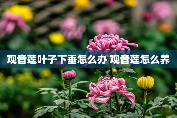 观音莲叶子下垂怎么办 观音莲怎么养