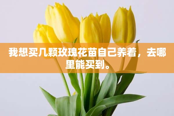 我想买几颗玫瑰花苗自己养着，去哪里能买到。