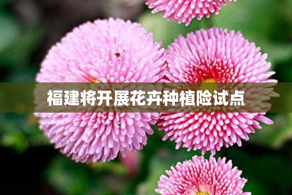 福建将开展花卉种植险试点