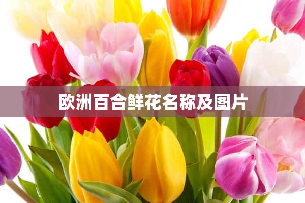 欧洲百合鲜花名称及图片