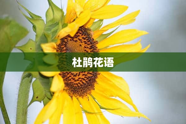 杜鹃花语