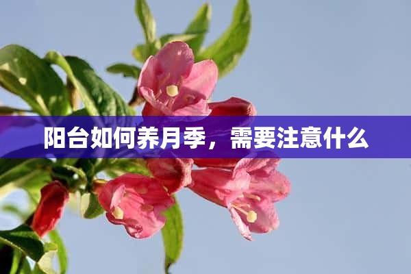 阳台如何养月季，需要注意什么