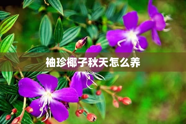 袖珍椰子秋天怎么养