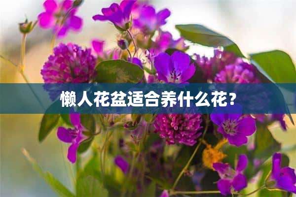 懒人花盆适合养什么花？